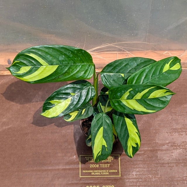 aoj　TEN.×CLANE CALATHEA PIERCE Calathea/Prayer Plants | Tejas Plants and Gifts