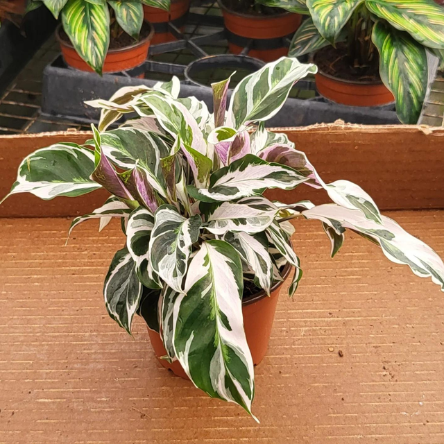 aoj　TEN.×CLANE CALATHEA PIERCE Calathea/Prayer Plants | Tejas Plants and Gifts